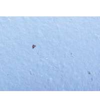 Блокнот А6 с бумажным карандашом и семенами цветов микс