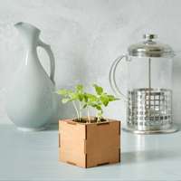 Набор для выращивания &laquo;Экокуб Lite&raquo;, ель голубая