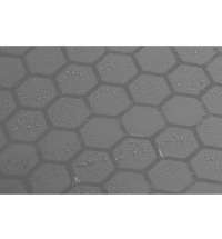 Зонт-трость полуавтомат «Wetty» с проявляющимся рисунком