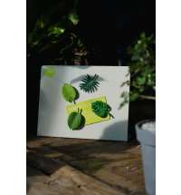 Набор магнитов Тропики