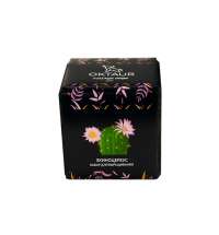 Набор для выращивания &laquo;Small village cube &laquo;Эхиноцереус&raquo;