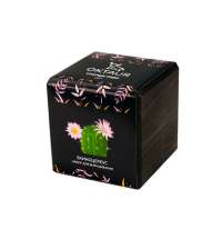 Набор для выращивания &laquo;Small village cube &laquo;Эхиноцереус&raquo;